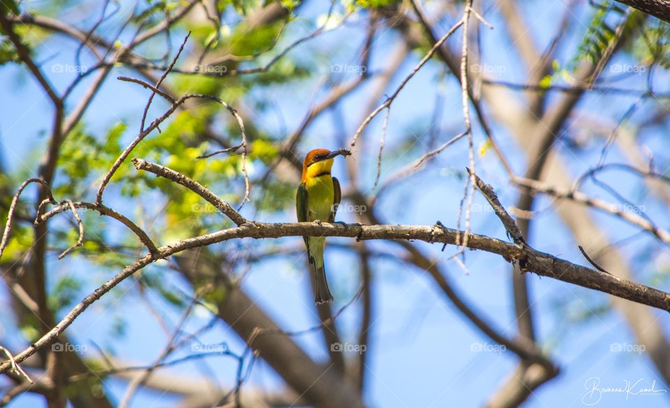 Chestnut headed Bee eater_Chinnar_India