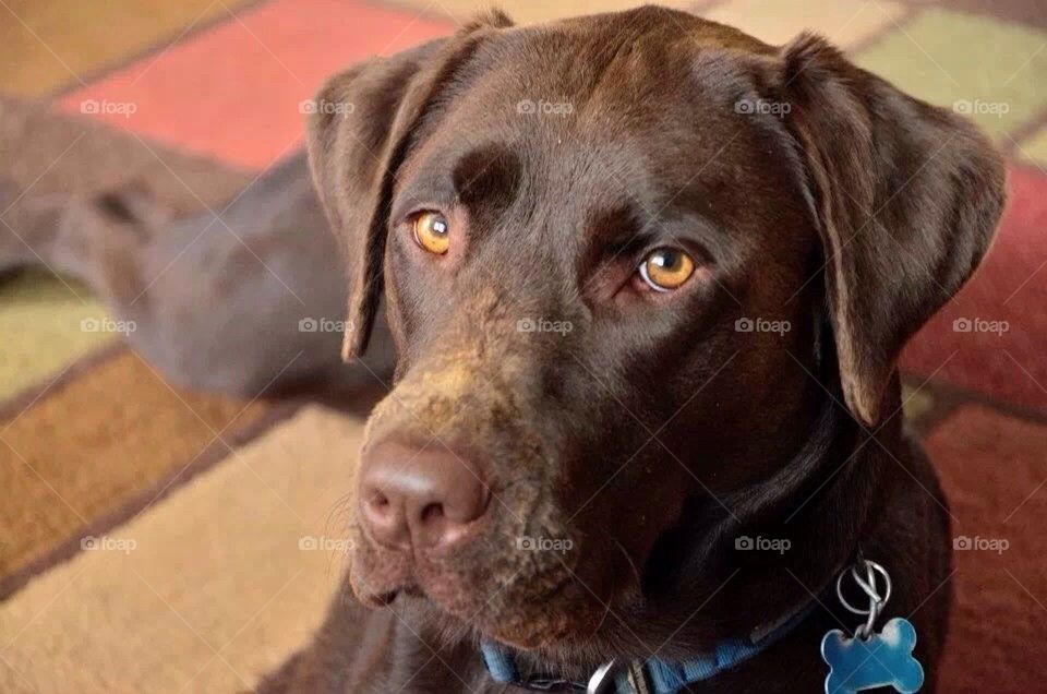 Chocolate lab