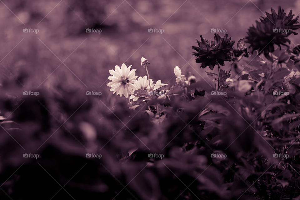 Selective focus to one white flower in the garden on blurred background.