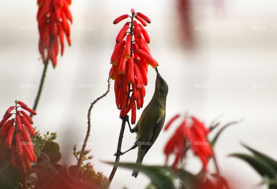 Female malachite sunbird feeding on a aloe flower