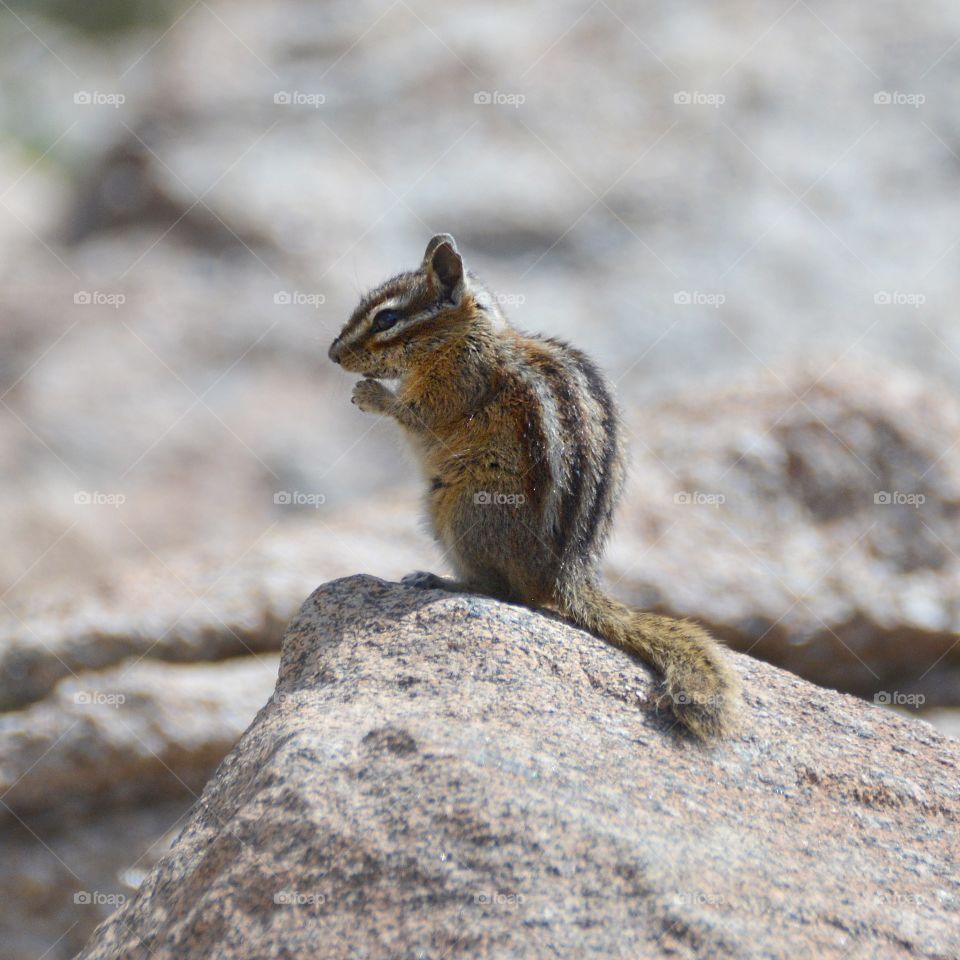 Chipmunk 