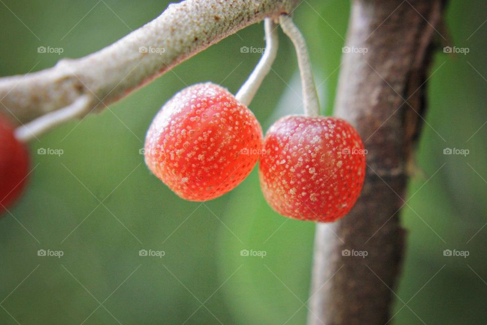 Red green brown tan Berries berry plant Wild Blossom Bloom forest