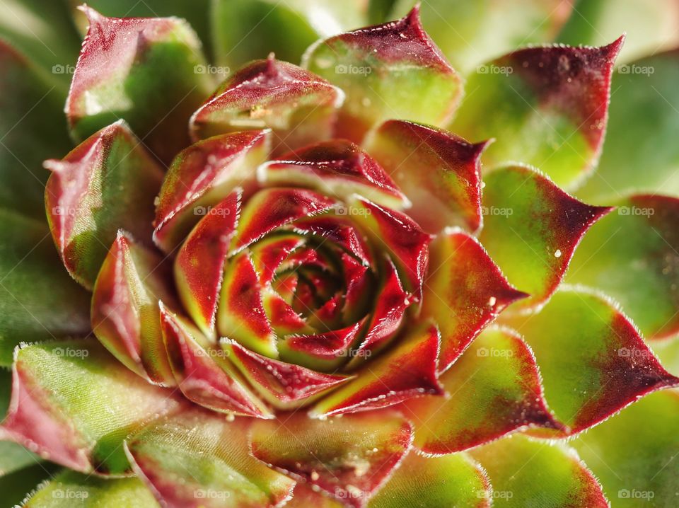 Close up of succulent plant