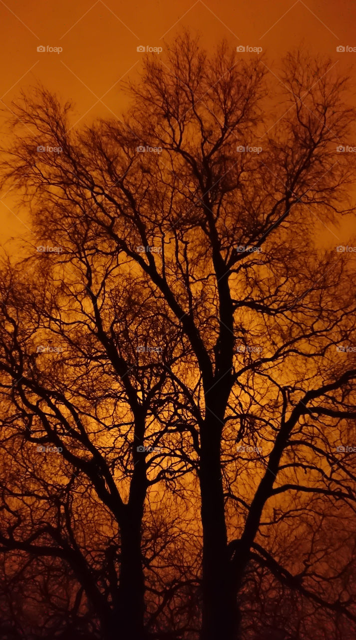 Tree Against Fiery Sky
