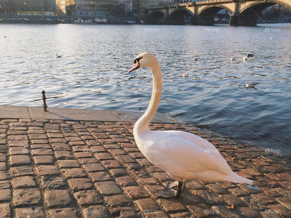 Swan by river
