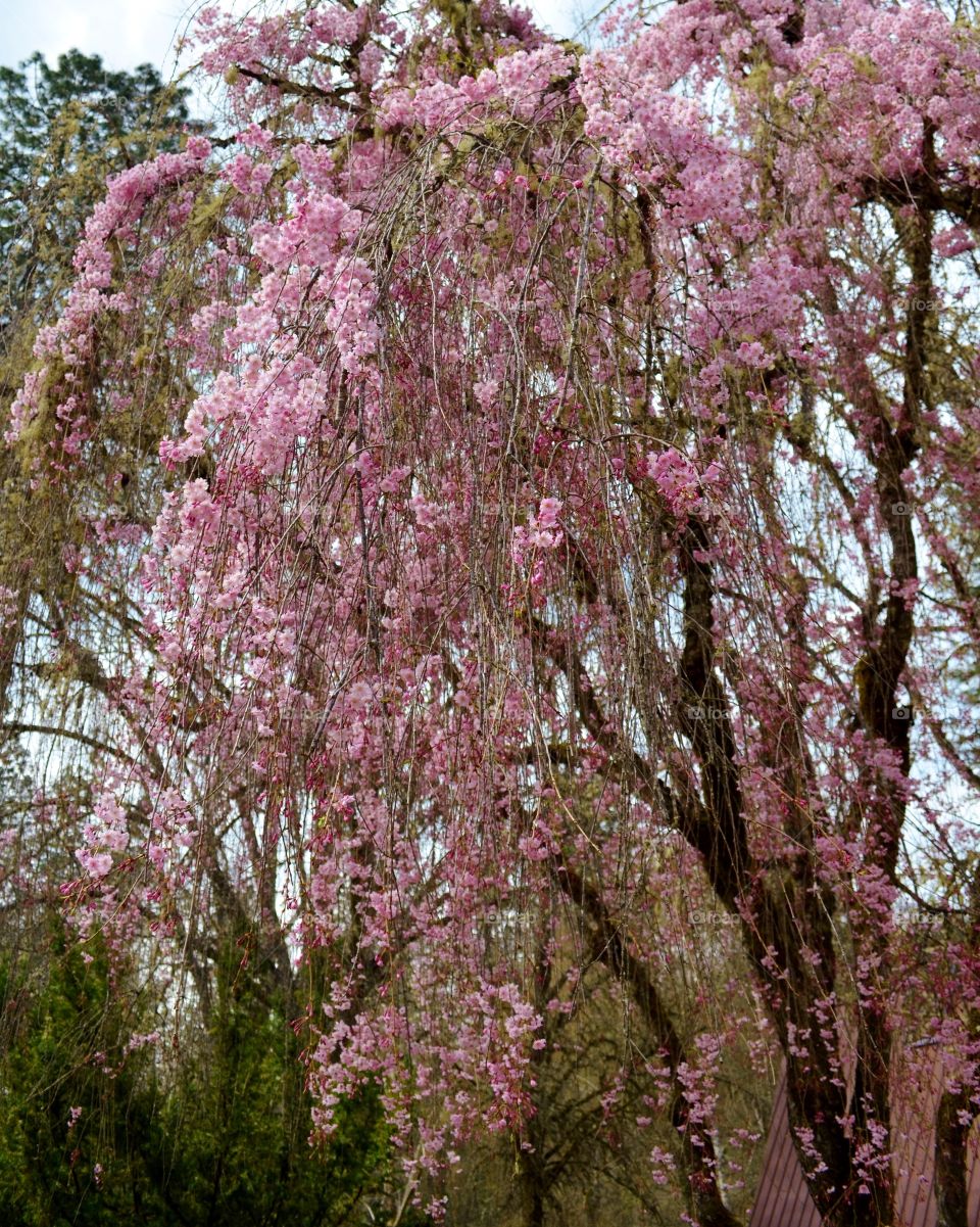 weeping cherry early