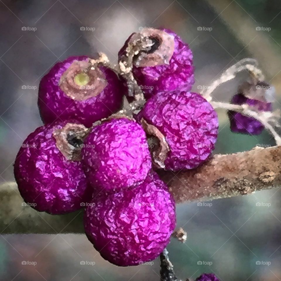 Dried purple berries