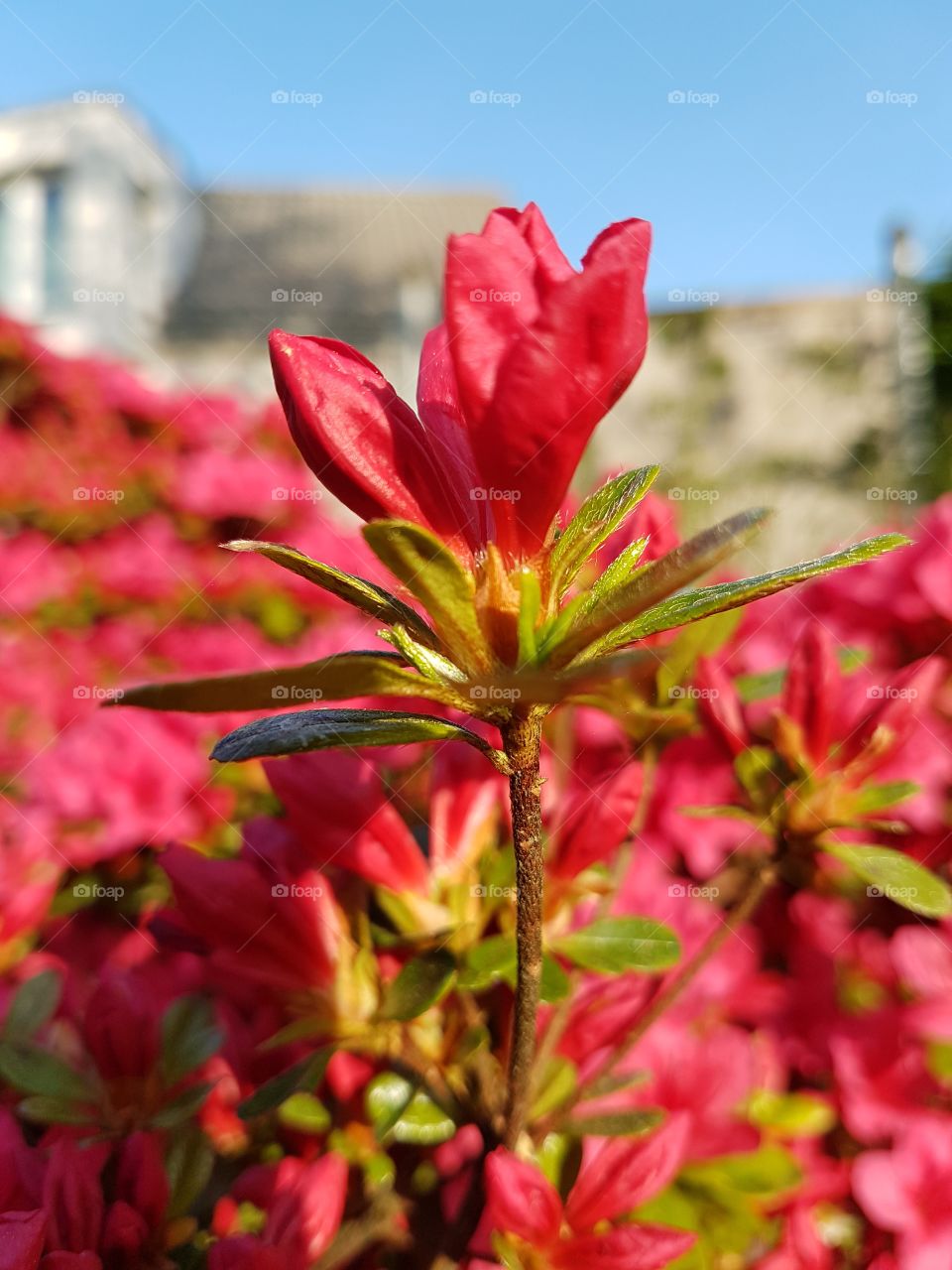 Red aster