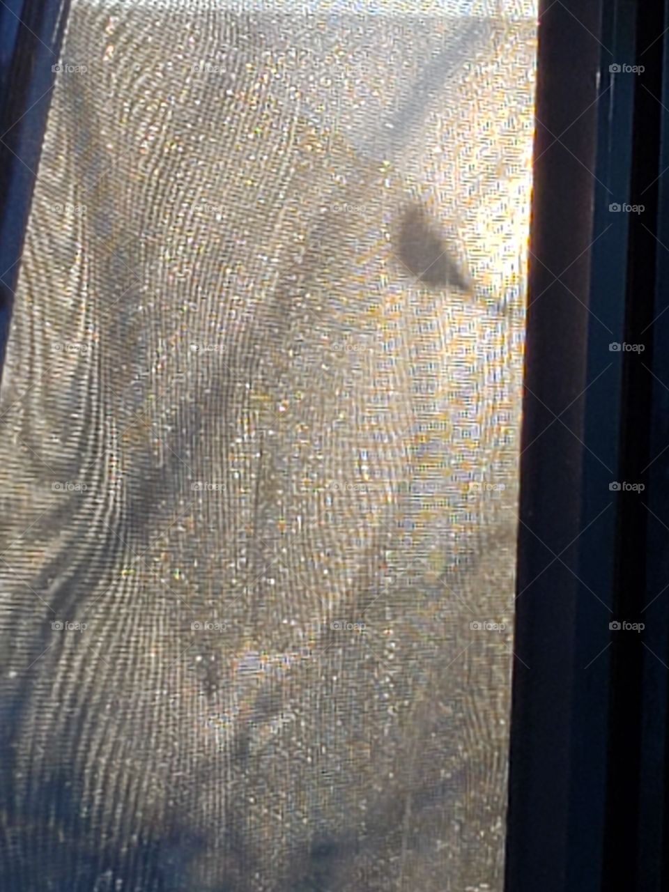 bird silhouette thru screen