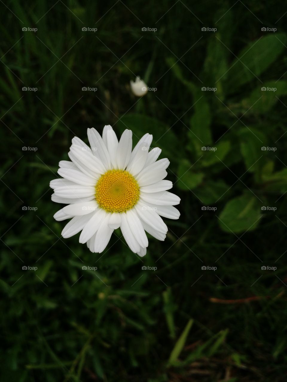 Daisy