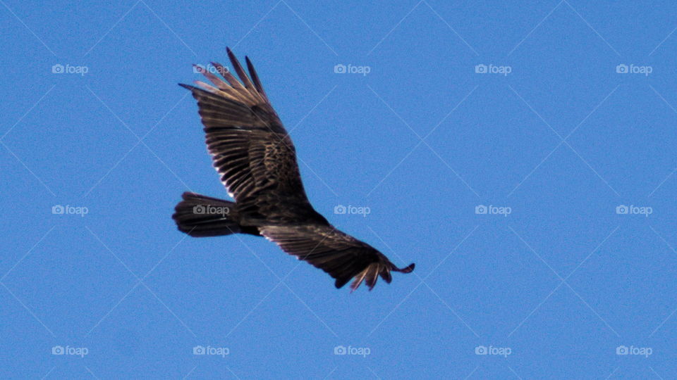 turkey buzzard flight soar hover red beak sky blue silhouette wild bird