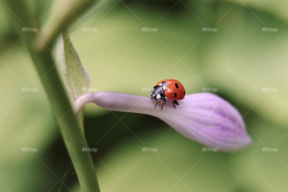 ladybug on the flower