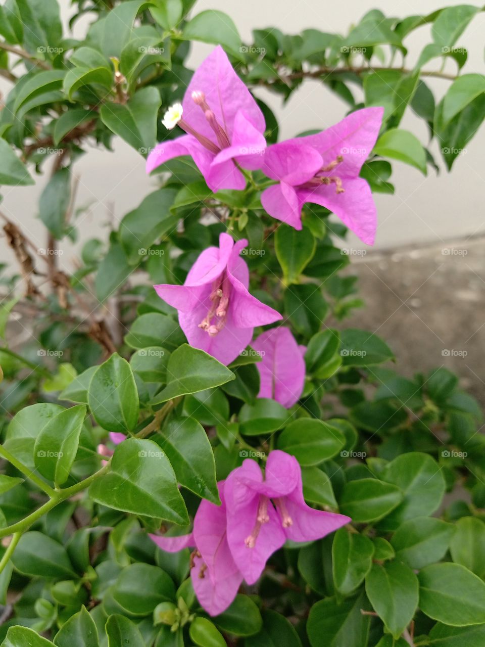 Bougainvillea