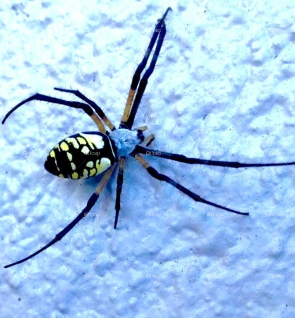Spider