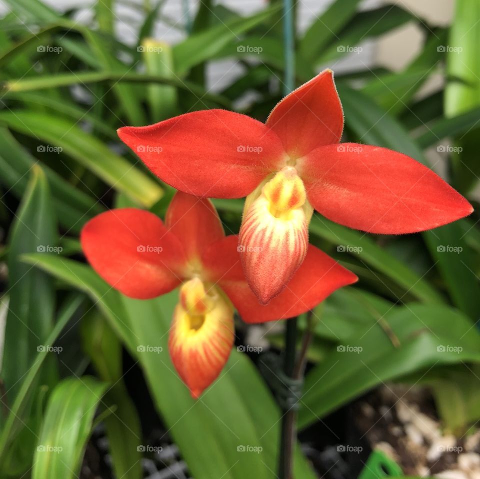 Phragmipedium  besseae in bloom