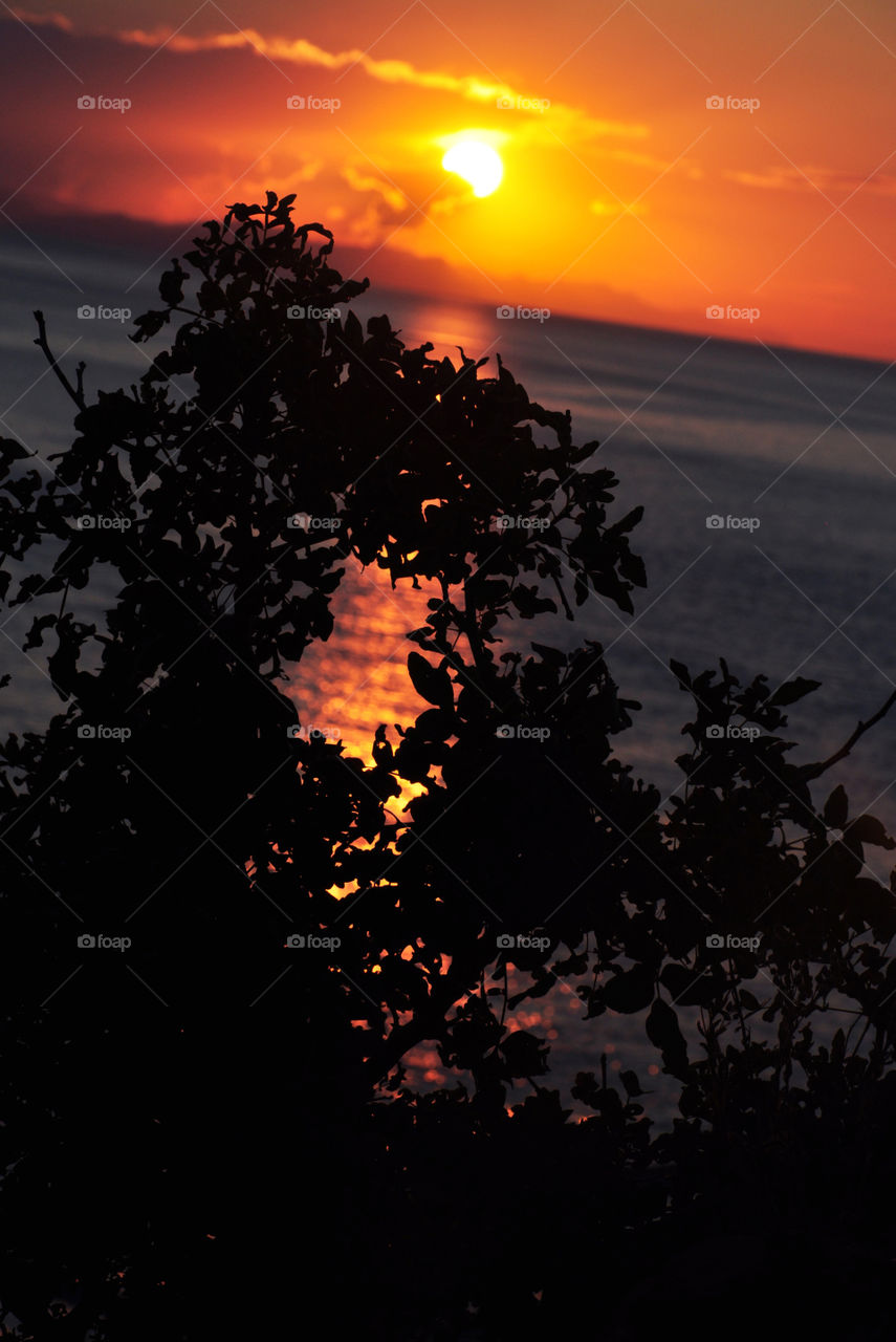 amazing sunrise. branch silhouette