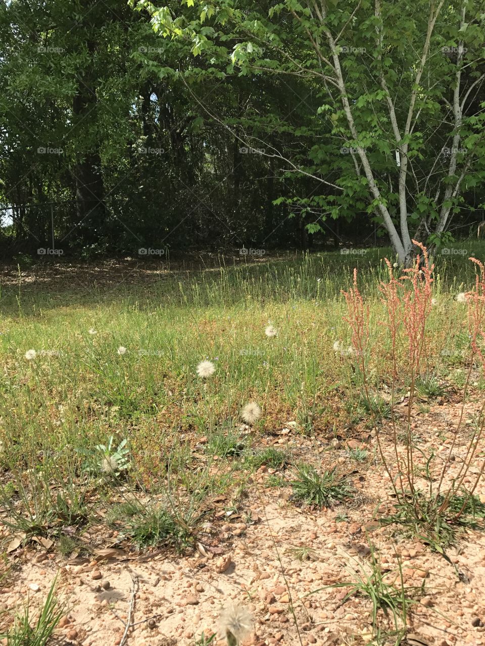 Field of wishing weeds