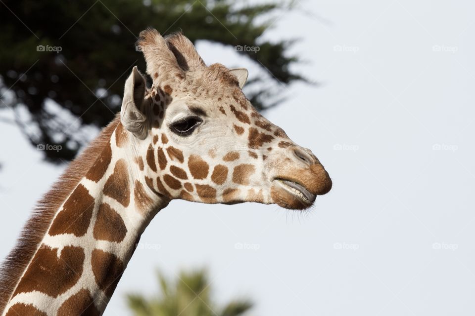 Giraffe 