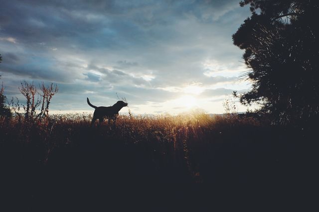 Good boy