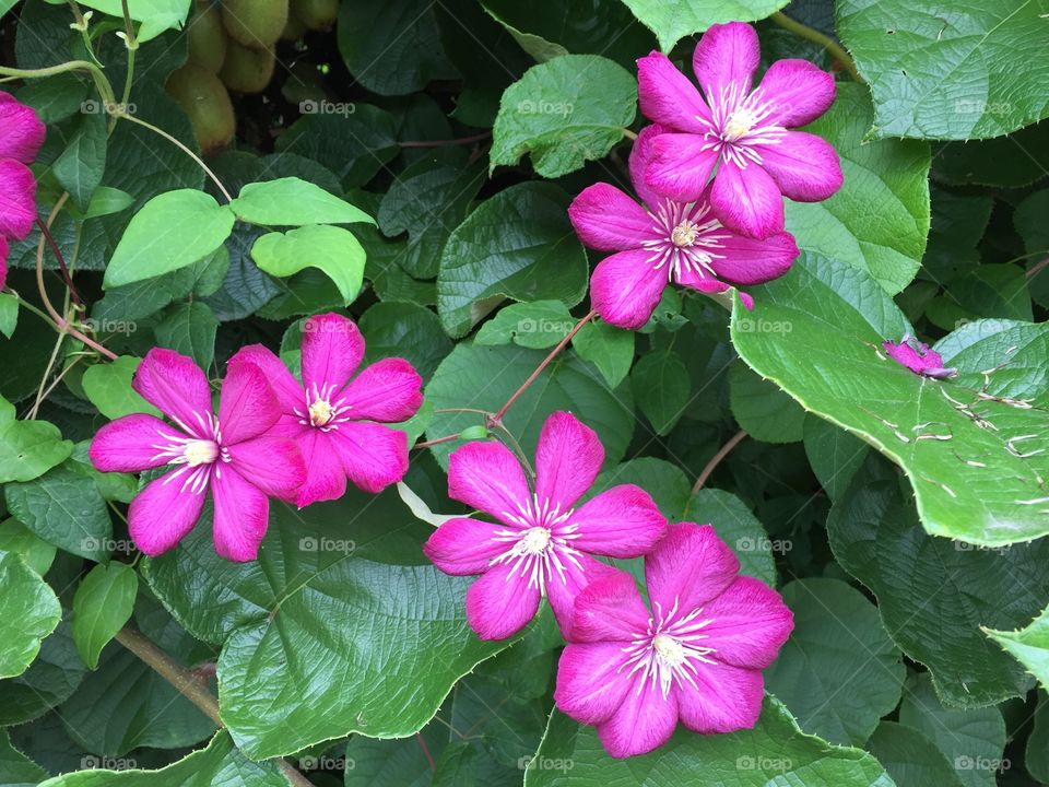 Close-up of pink clematis flower