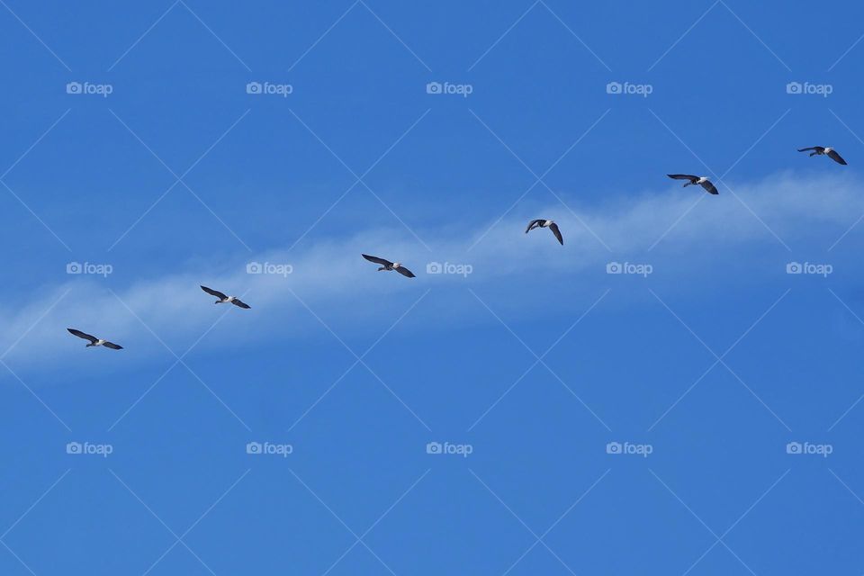 Geese in flight