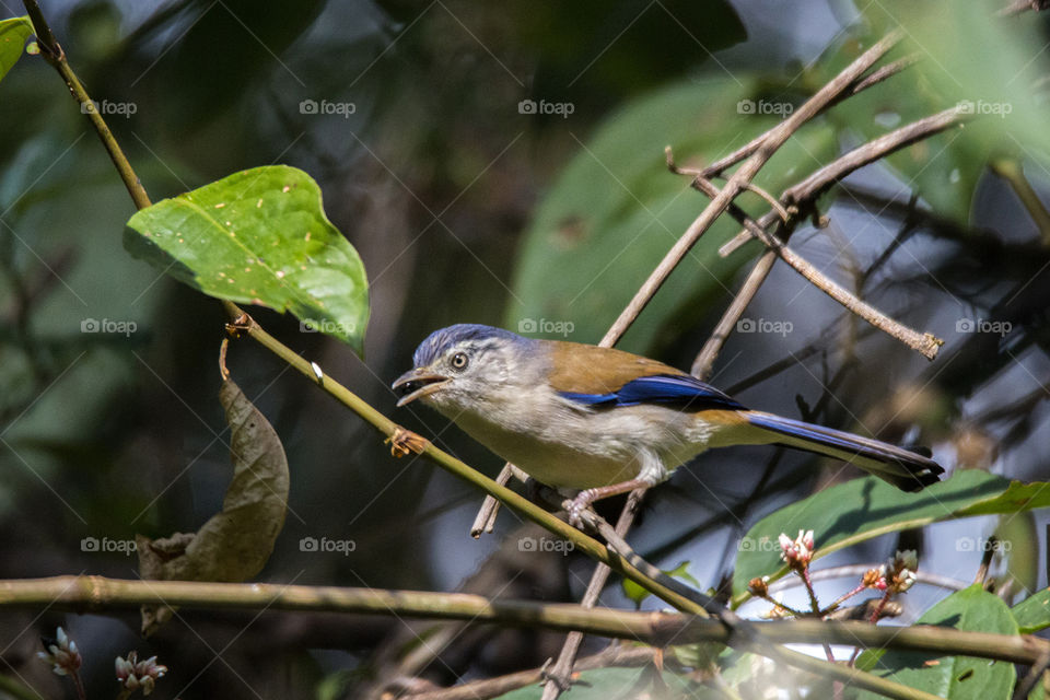 Blue-Winged Minla