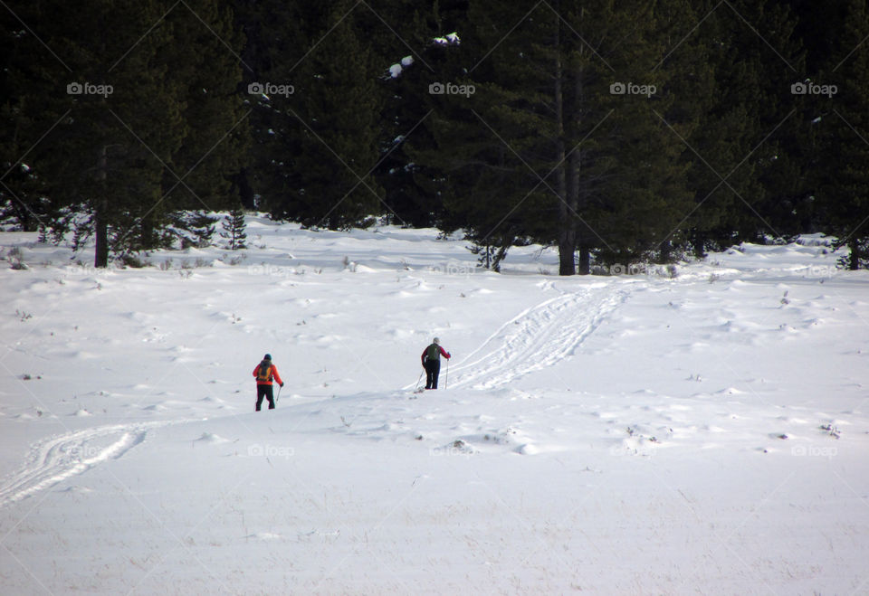winter hike in the woods on skis