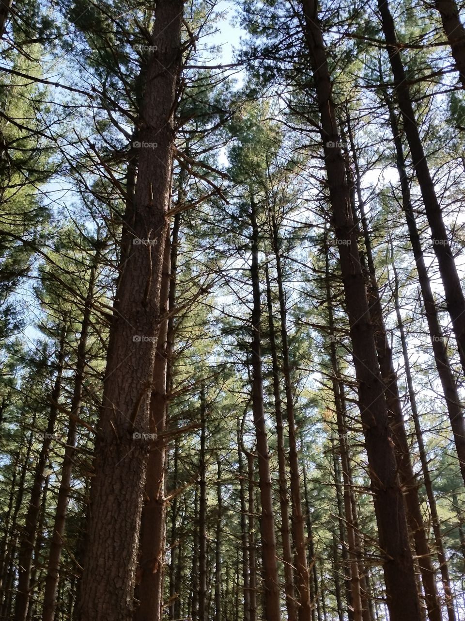 Pine Tree Grove
