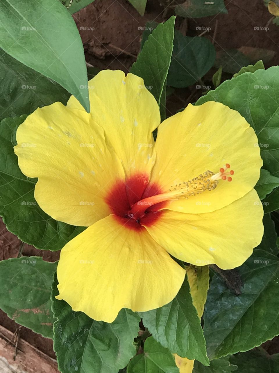 As cores da natureza tem suas belezas!!! 