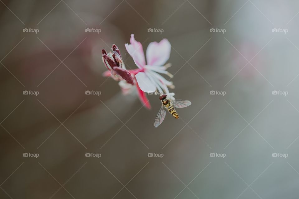 Bee on flower 