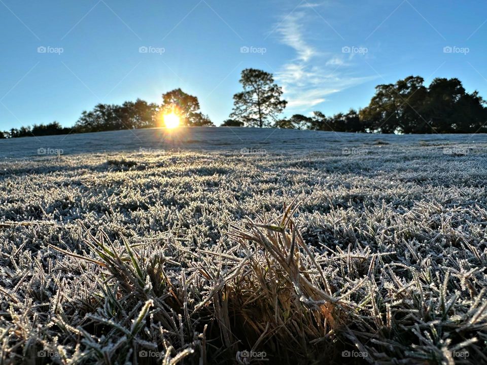 Frosty Marvels: Nature’s Icy Artistry - Surprise frost/ice - Notice a coating of ice crystals, formed by moisture in the air overnight, among other things. This ice usually forms as white ice crystals or frozen dew drops on the grounds surface