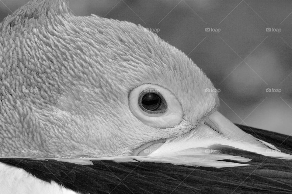 Australian Pelican eye