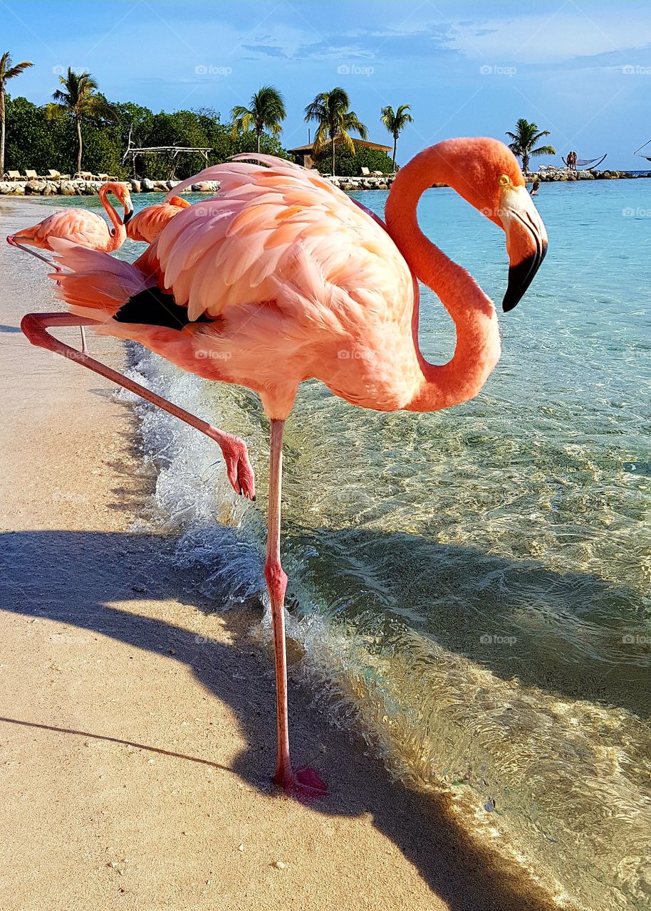 flamingo's@the beach Aruba Dutch Caraïben