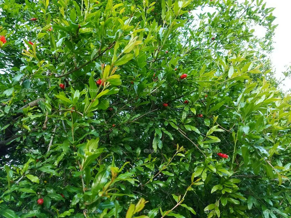 Pomegranate tree