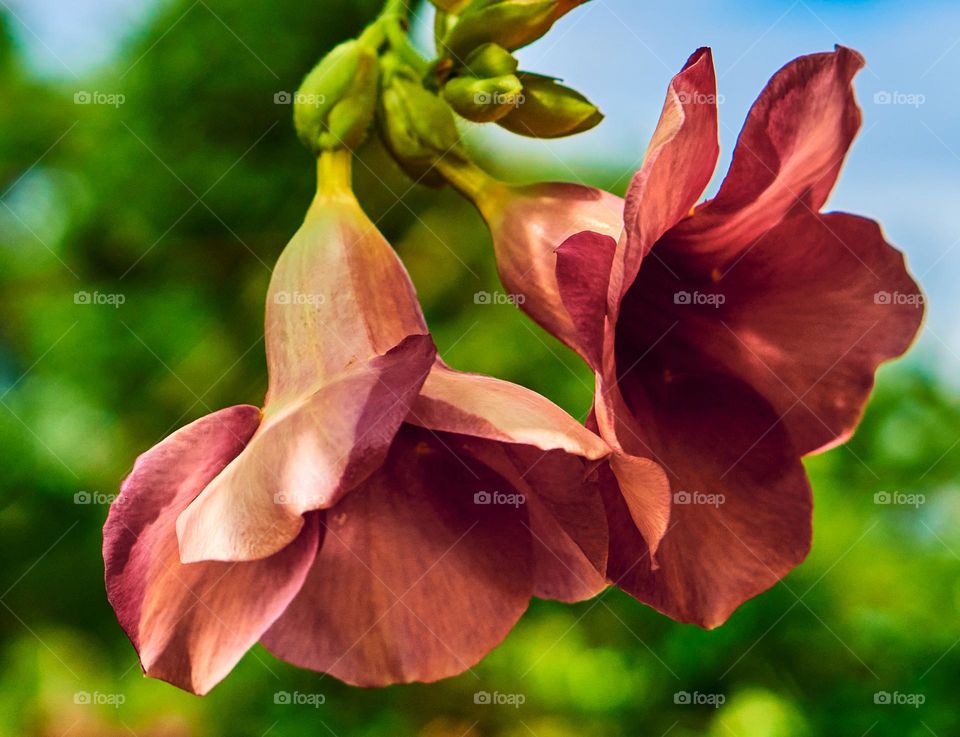 Allamanda flower