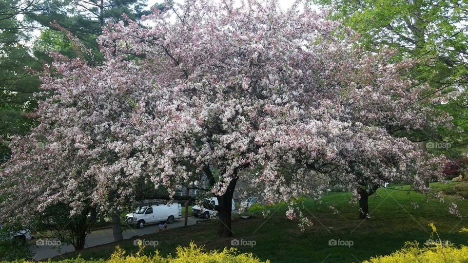 tree. spring