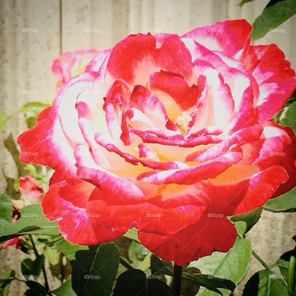 #rose #nature #pink #love #Flor #rosa #Espina 
