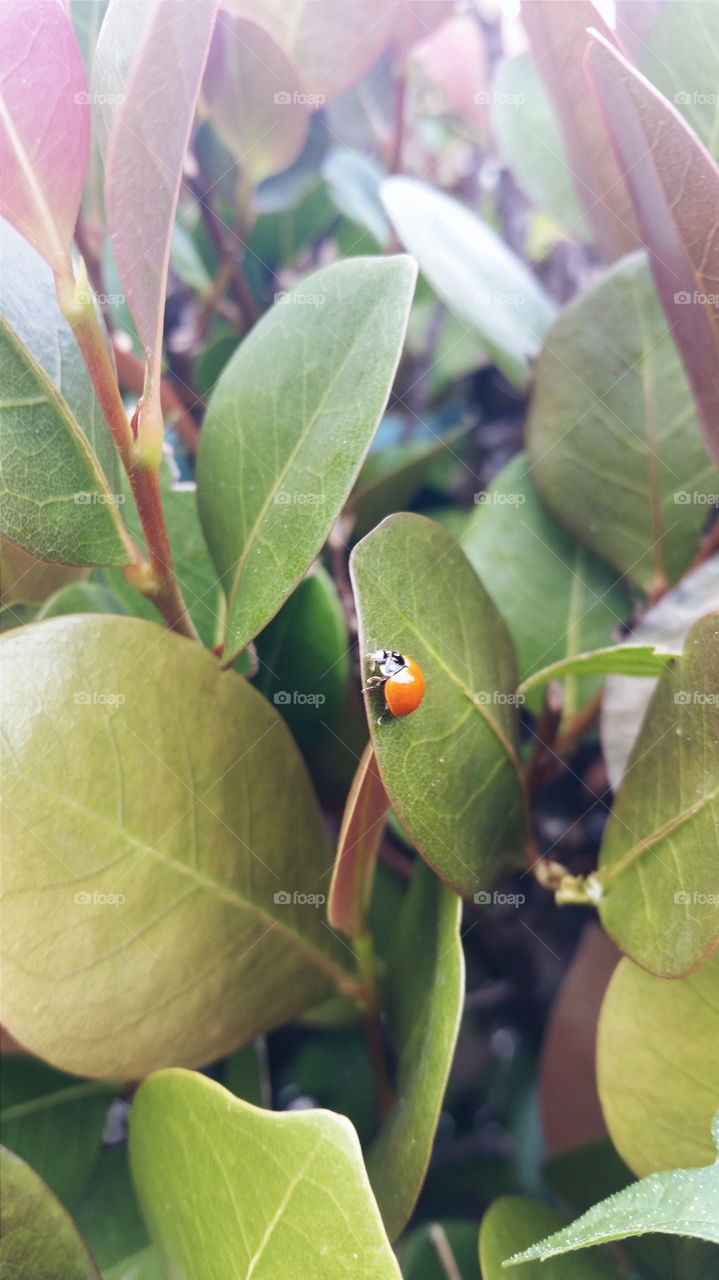 Ladybug, Ladybug