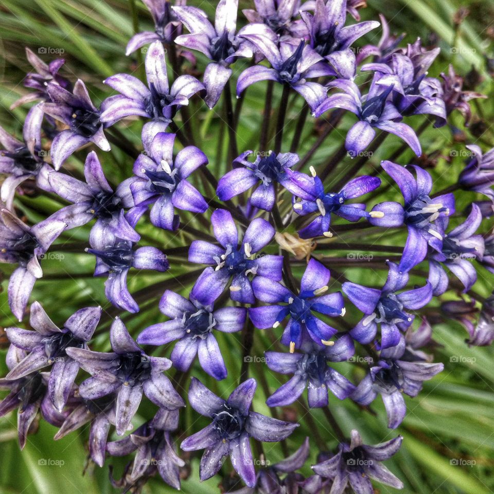 Purple flowers