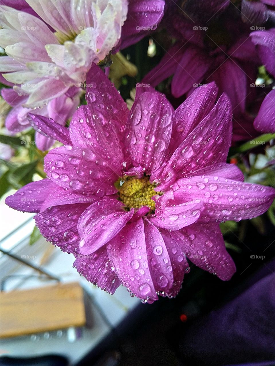 purple chrysanthemum