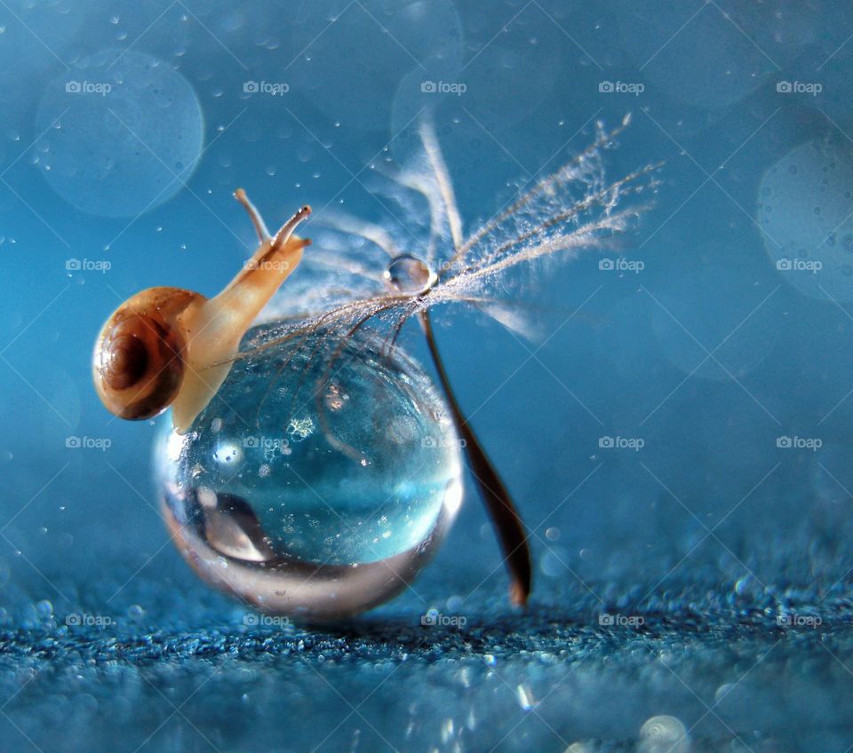Snail on glass ball 