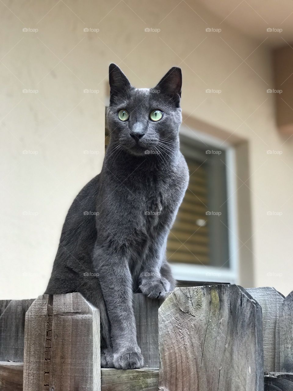 Gray cat on fence