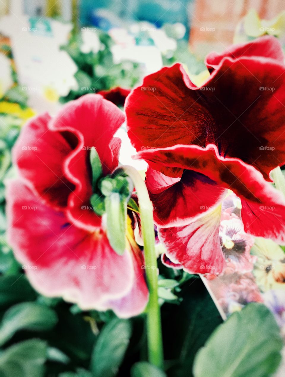 Beautiful flower, macro shot, nature 