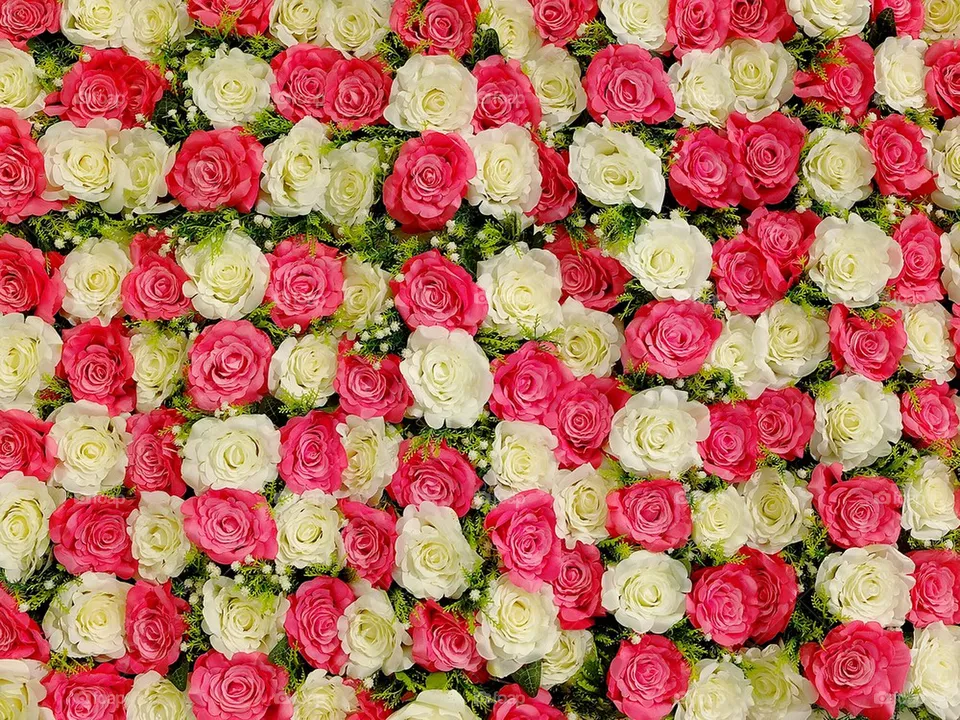 rose