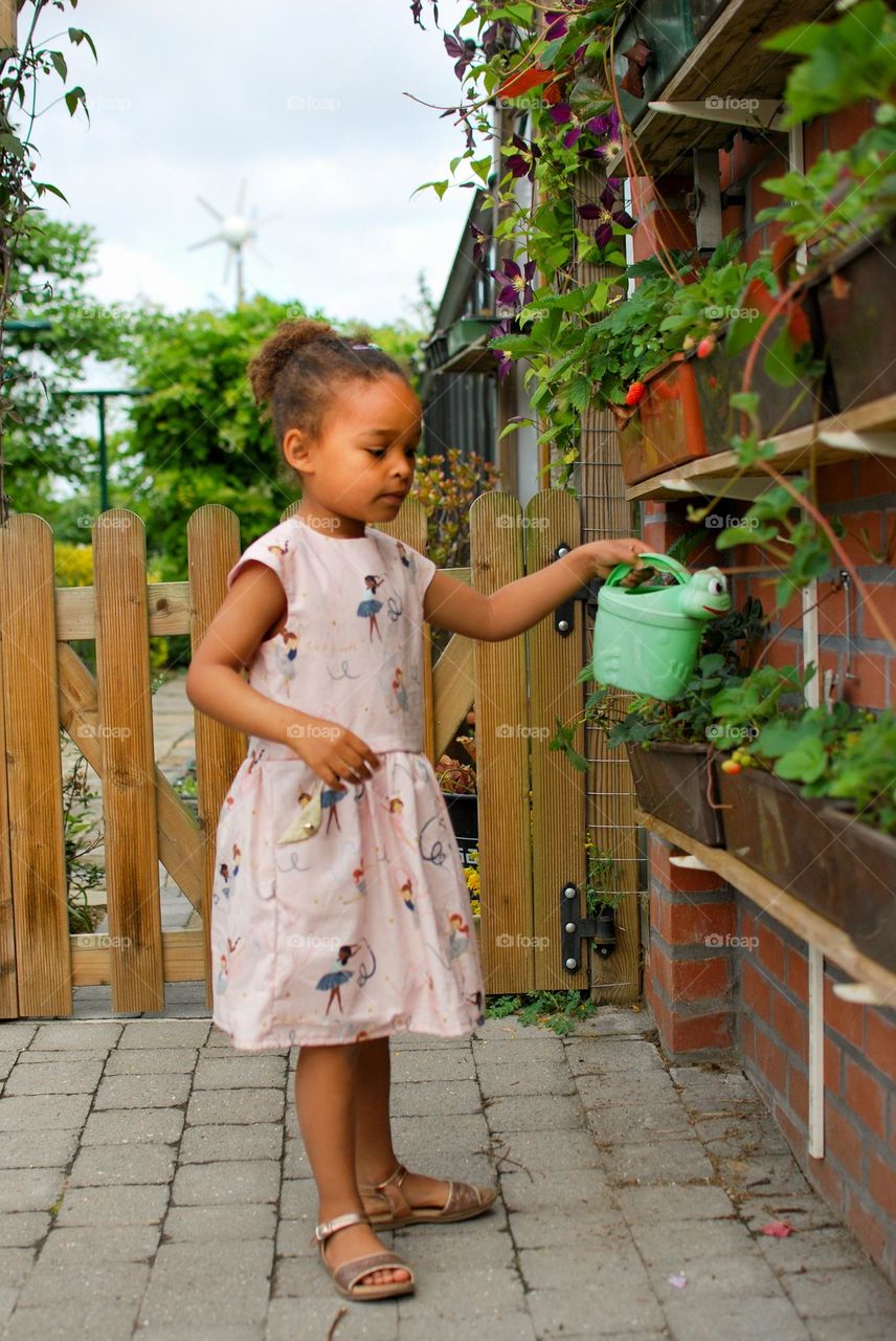 Little girl watering strawberry plants in a countryside garden