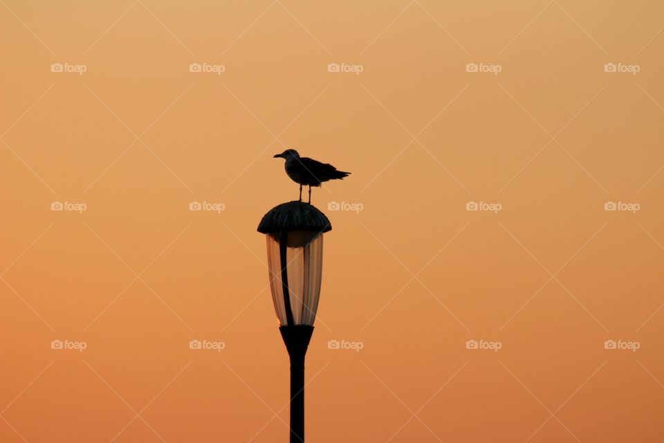 Sunset bird, bird in street lamp, orange background, no filters 