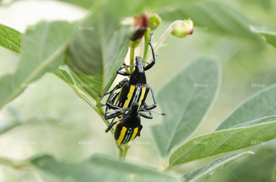 Jamaican Citrus Weevils Couple On Leaf