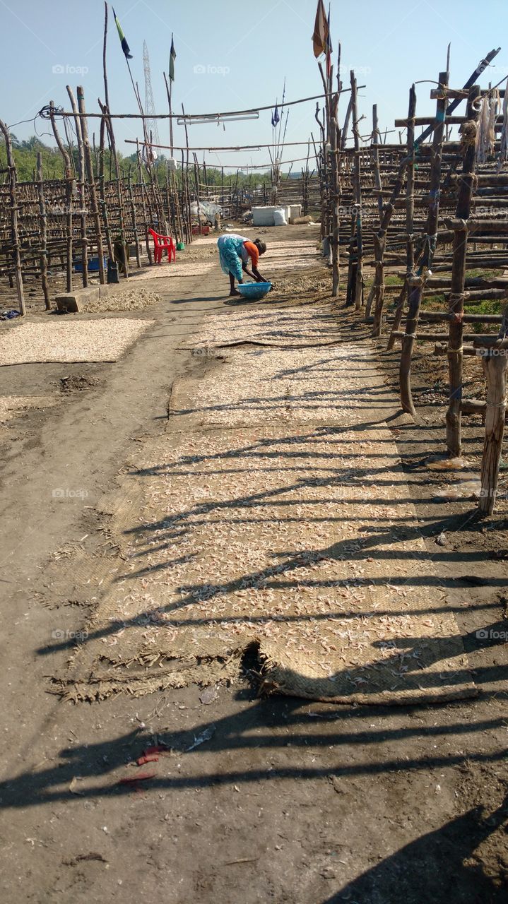Fish drying in India