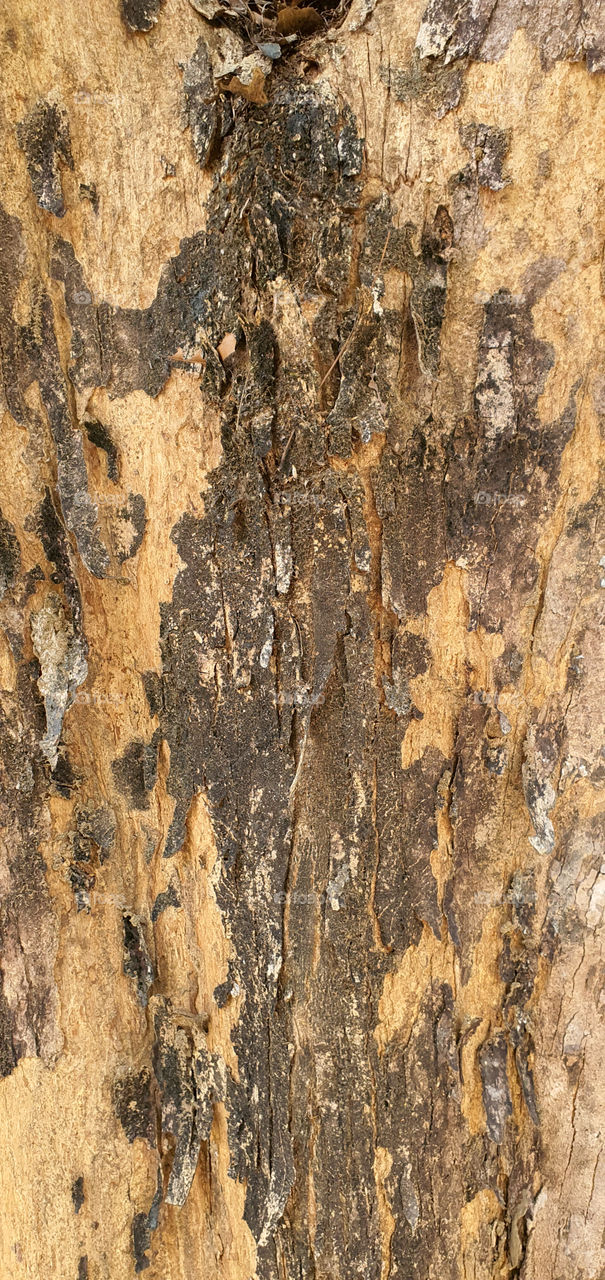 the Character of a wood skin