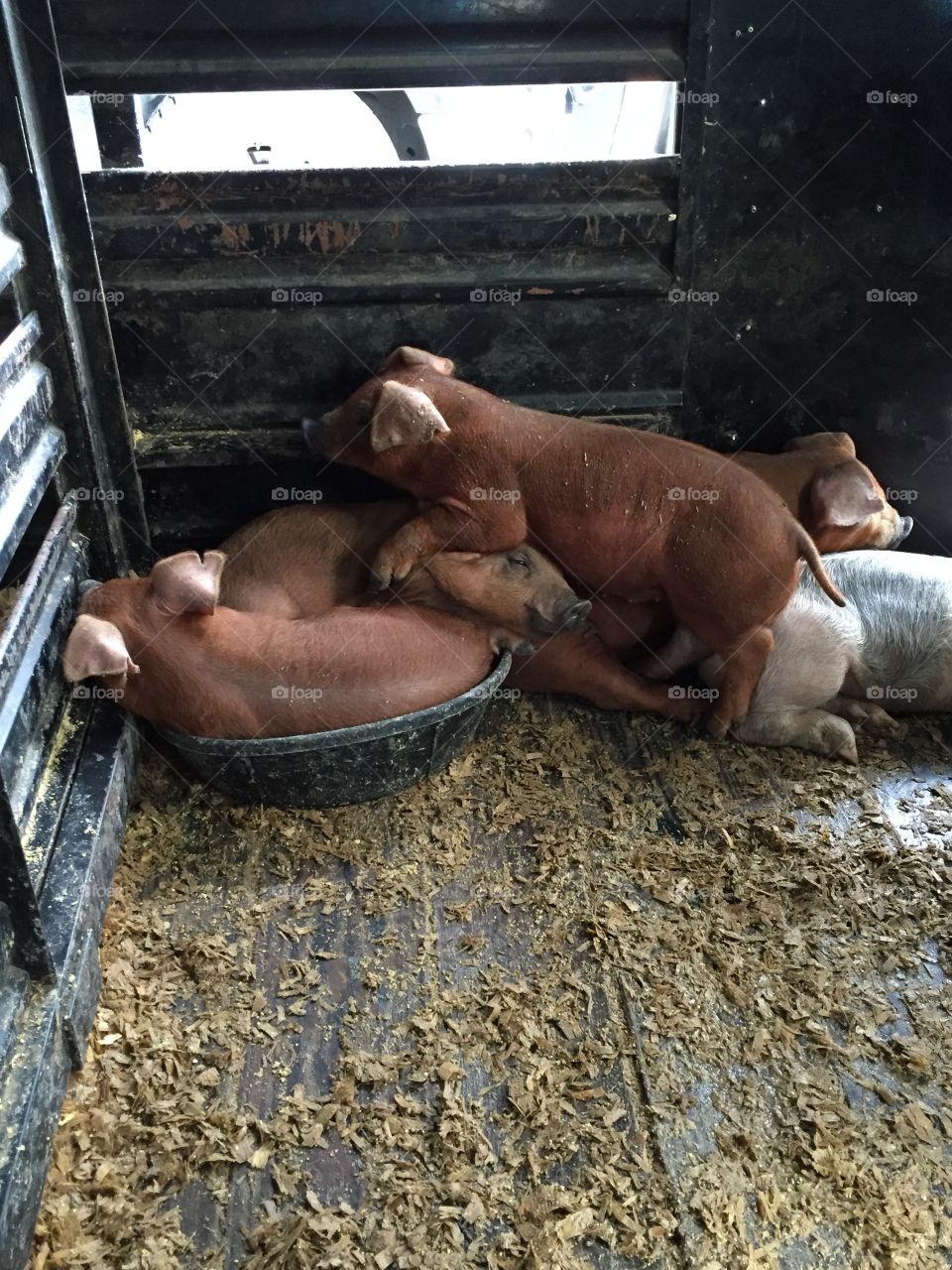 Sleeping piglets